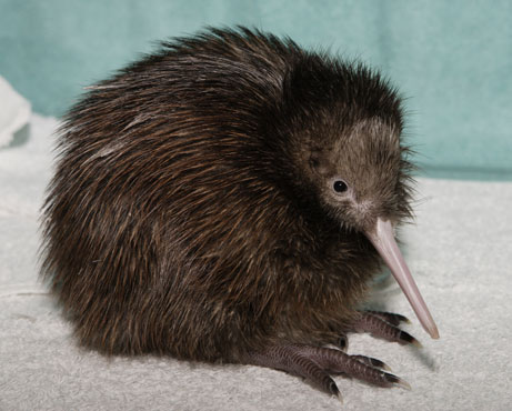 kiwi bird