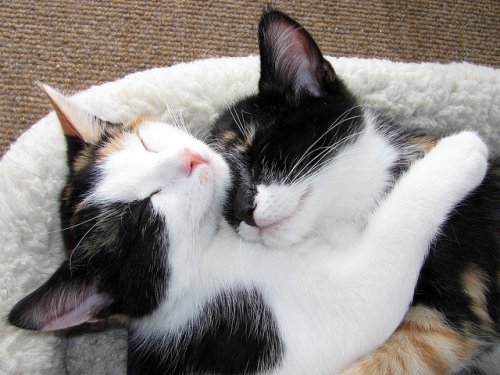 cats hugging