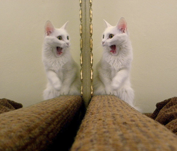 cat looking in mirror