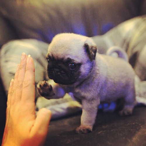 pug puppy high five