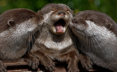 otter being kissed
