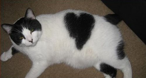 Cat with fur heart 