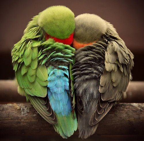 parrots cuddling in shape of heart