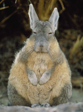 viscacha