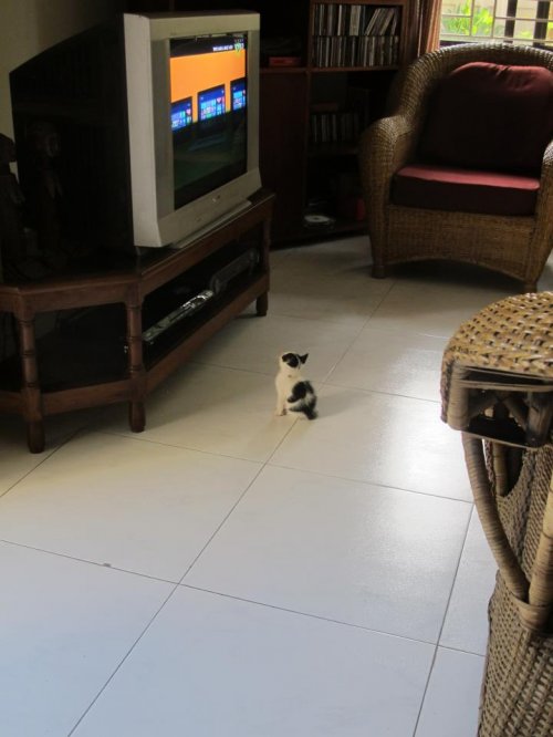 kitten watching tv