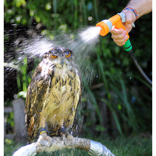 owl getting a bath