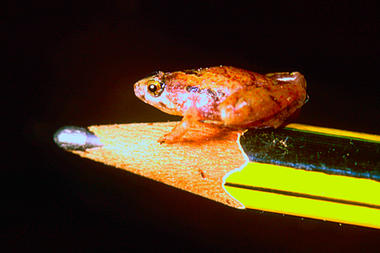 world's smallest frog