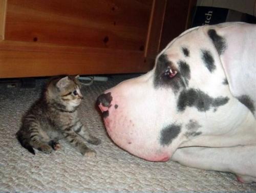 great dane and kitten