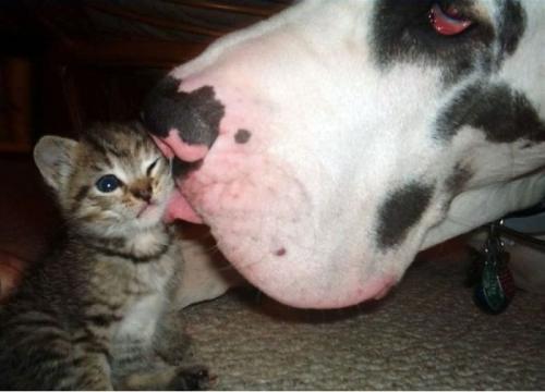 great dane and kitten