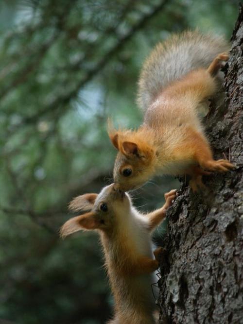 kissing squirrels