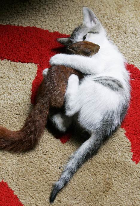 cat and squirrel hugging