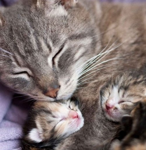 cat hugging kittens