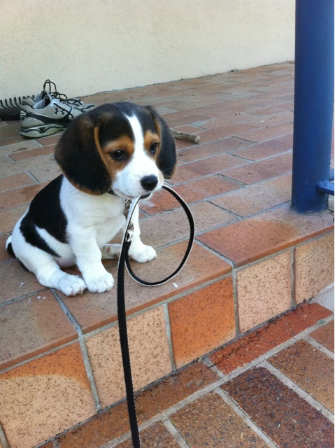 puppy waiting to be walked