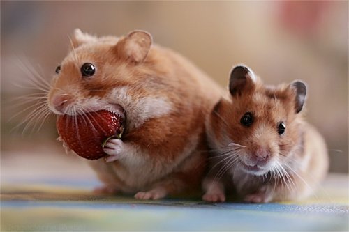 hamster eating a strawberry