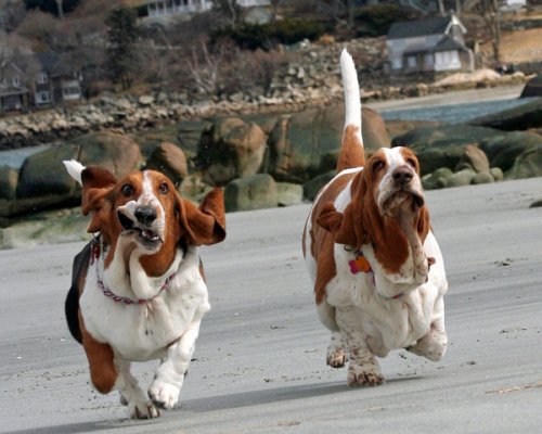 basset hounds running photos