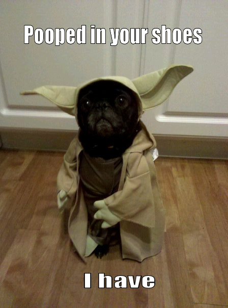 yoda dog pooped in your shoes i have