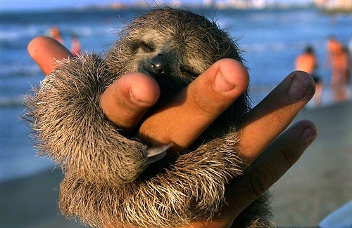 happy sloth at the beach