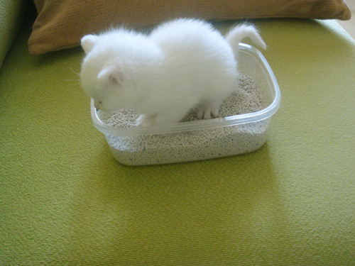 tiny kitty in tiny litter box