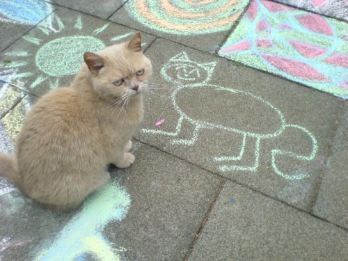 kitten sidewalk chalk drawing