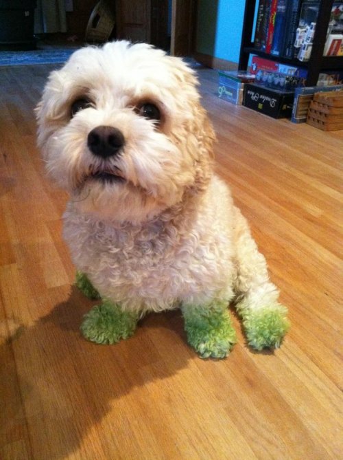 dog with green feet after mowing the lawn