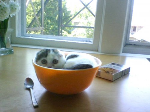 kitten in a cereal bowl