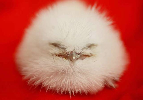 tawny frogmouth chick