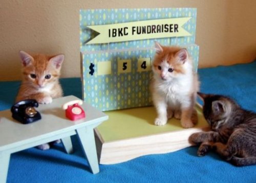 fundraising cats