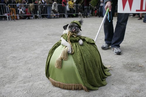 gone with the wind pug dog costume