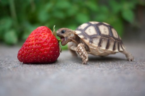 tortoise turtle eating a strawberry