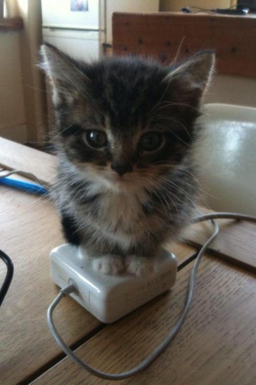 kitten on laptop transformer