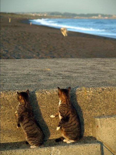 cats hiding from dog