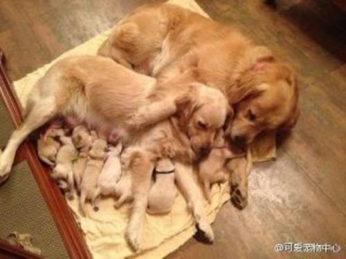 golden retriever family puppies nursing