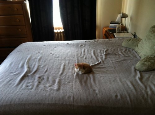cat in middle of bed