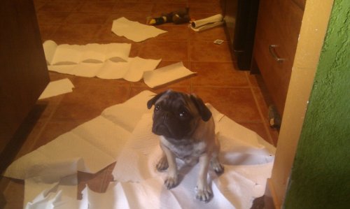 pug with paper towels