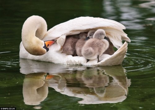 baby swans riding on mother swan boat