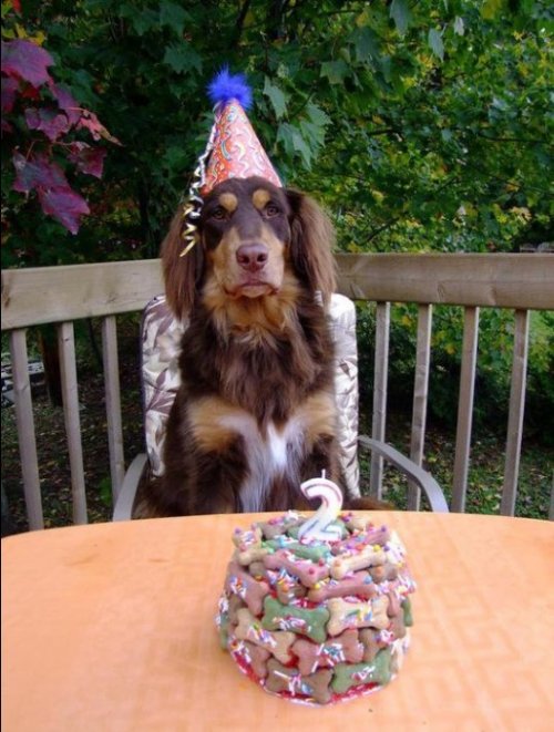 dog birthday cake