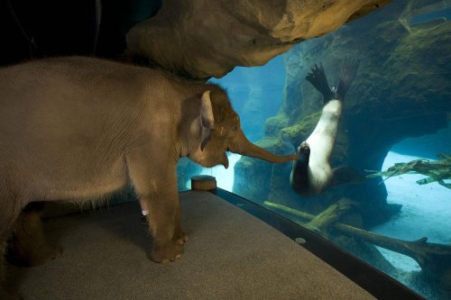 elephant visiting a sea lion