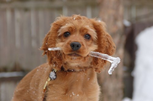 dog with icy stick