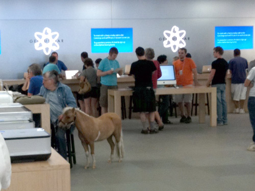tiny horse in apple store
