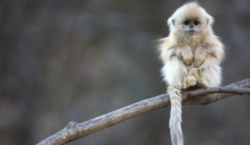 snub nosed monkey