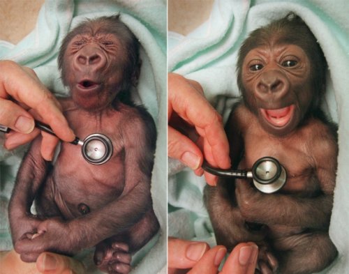 baby gorilla surprised by cold stethoscope 