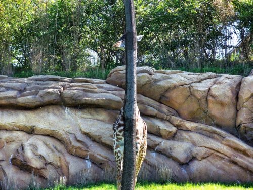giraffe hiding behind a tree