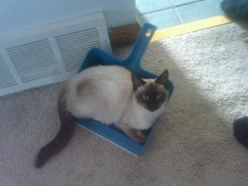 cat in a dust pan