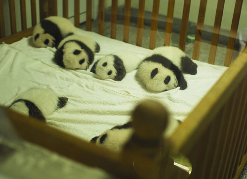 baby pandas sleeping in crib