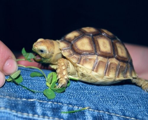 turtle eating a leaf