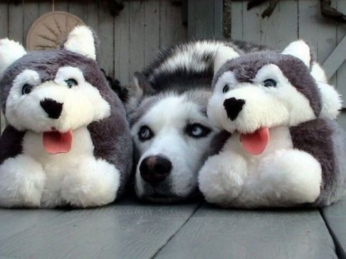 dog husky hiding amongst stuffed animals