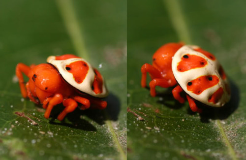 orange tortoise spider