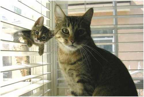 cat and kitten posing