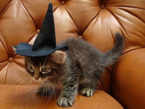 kitten in witch halloween costume