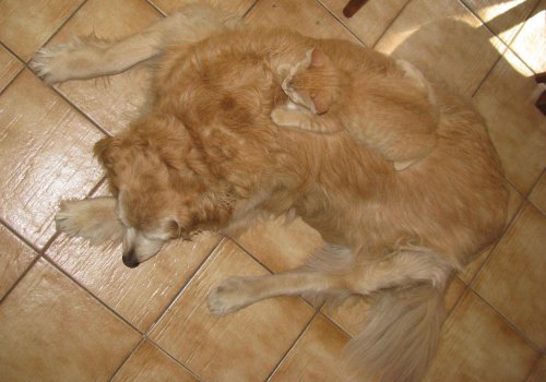kitten lying on top of same color dog 